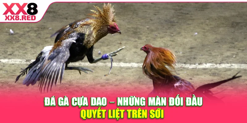 Đá Gà Cựa Dao