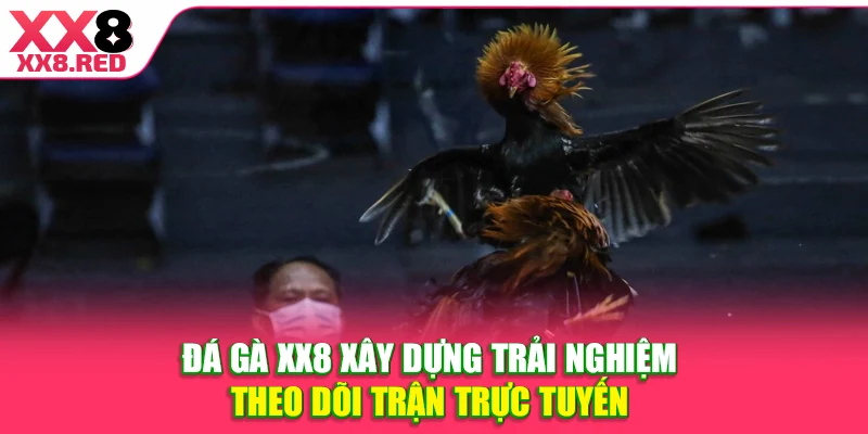 Đá gà XX8 xây dựng trải nghiệm theo dõi trận trực tuyến 